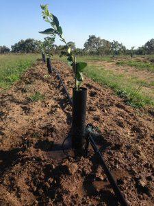Drip irrigation Orchard